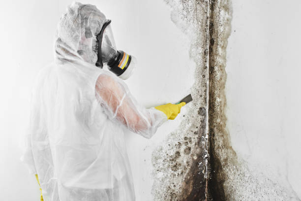 Office Mold Removal Services in Ironton, OH