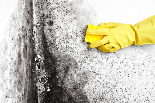 Home Mold Removal in Ironton, OH