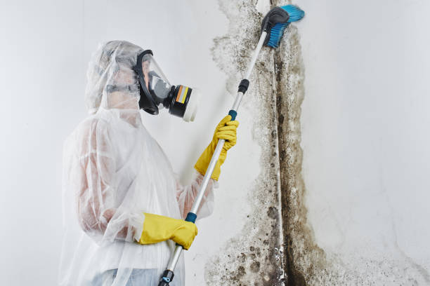 Best Commercial Mold Removal  in Ironton, OH
