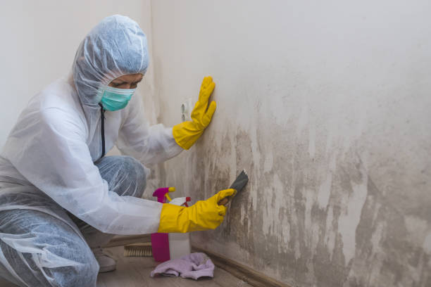 Best Black Mold Removal  in Ironton, OH