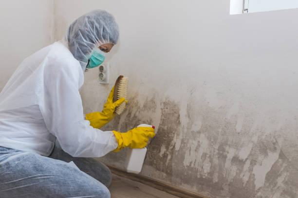 Best Mold Removal Near Me  in Ironton, OH