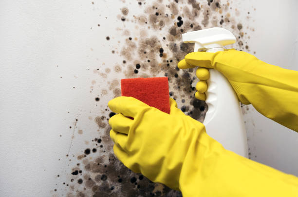 Best Toxic Mold Removal  in Ironton, OH