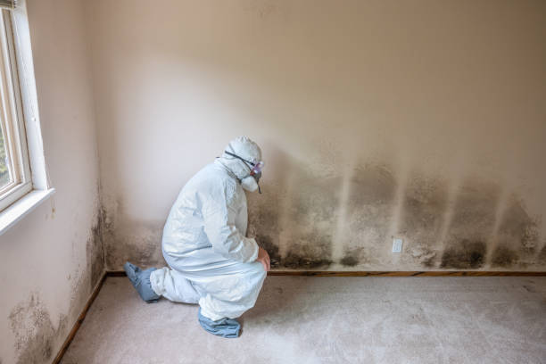 Best Residential Mold Removal  in Ironton, OH