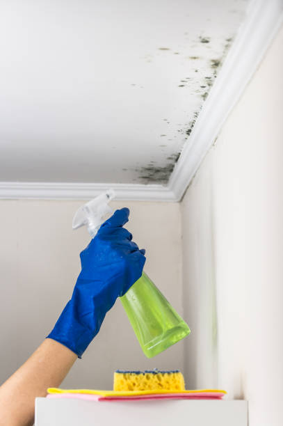 Trusted Ironton, OH Mold Removal Experts