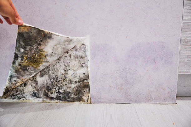Mold Removal Process in Ironton, OH